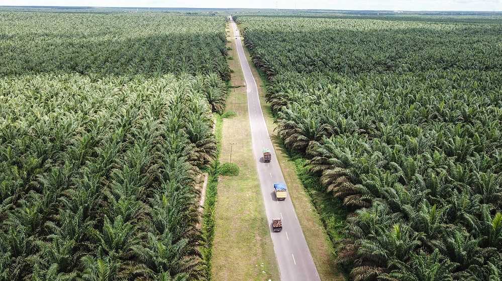 Luasan Lahan Sawit