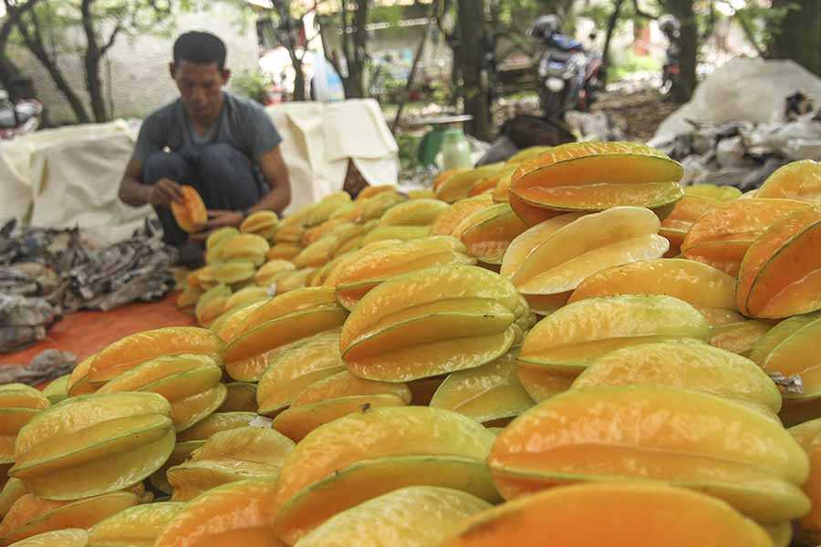 Masa Panen