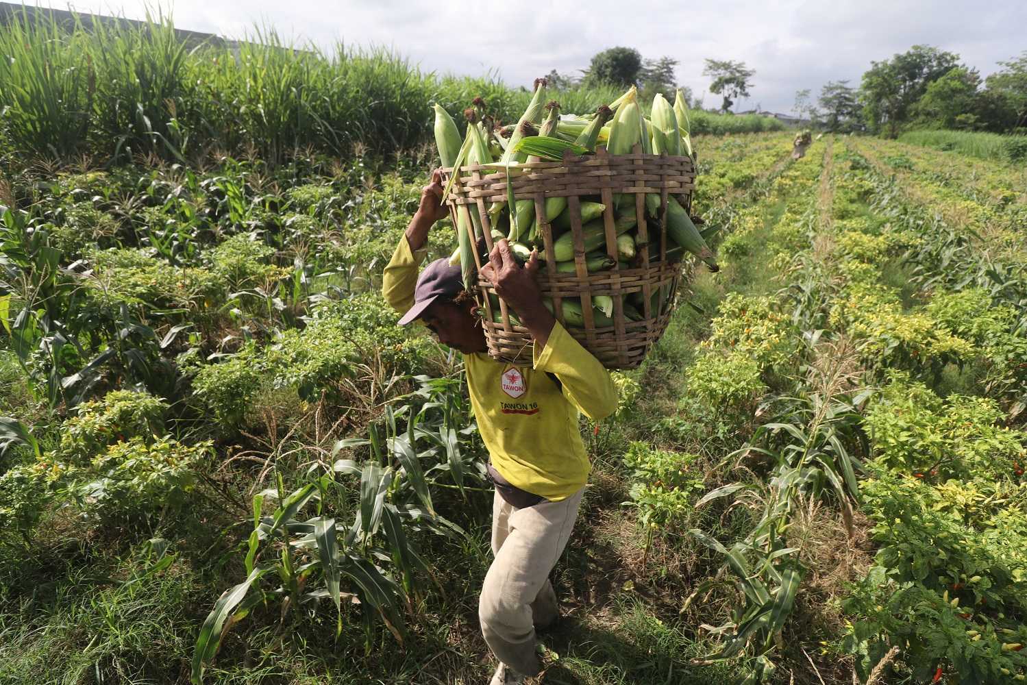 MEMAKSIMALKAN PRODUKTIVITAS LAHAN
