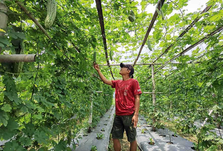 Memanen Pare dan Oyong