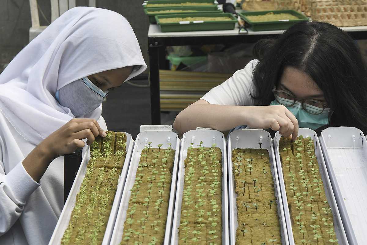 Menanam Hidroponik