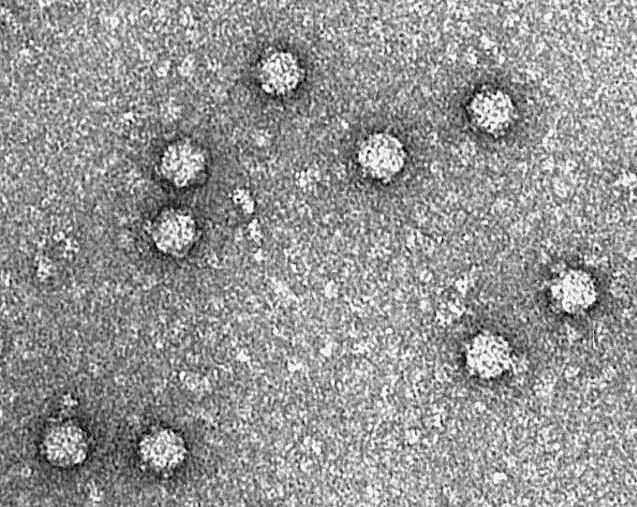 Mengenal Bakteriofag, Virus Baik Mirip Antibiotik yang Melawan Infeksi Bakteri