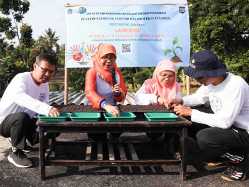 Menyemai Sejuta Cabai di "Rooftop"