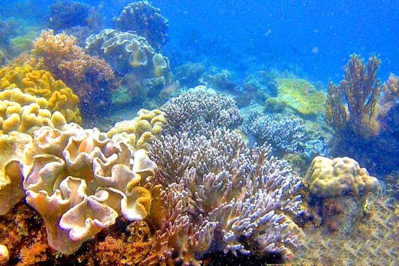 Menyingkap surga bawah laut tersembunyi di Pulau Miang, Kutai Timur