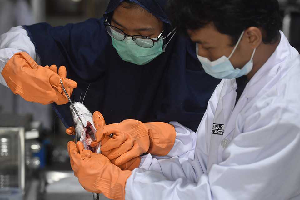 Mikroplastik di Perut Ikan