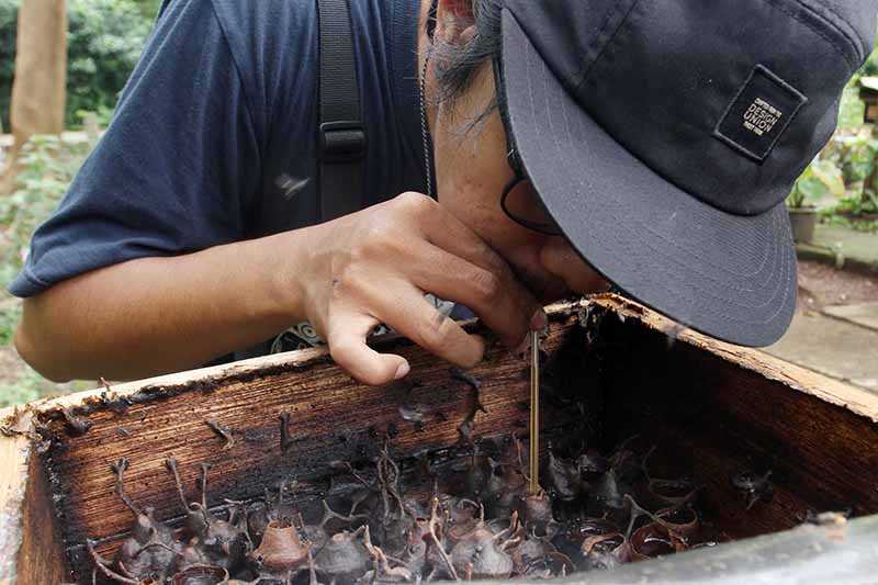 Minum Madu Langsung dari Sarangnya Lebah