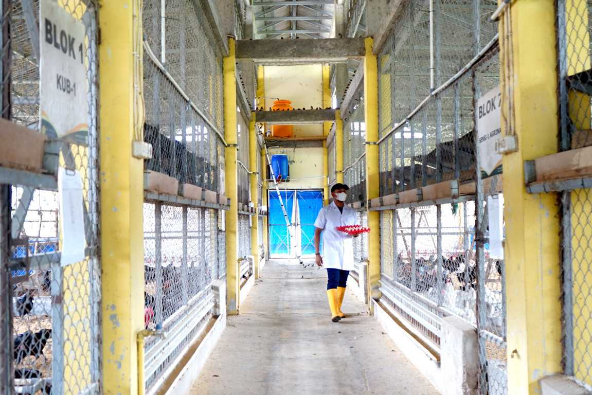 Modernisasi Peternakan Ayam