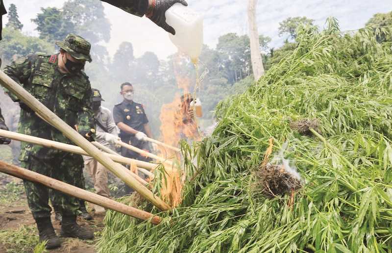 MUSNAHKAN LADANG GANJA