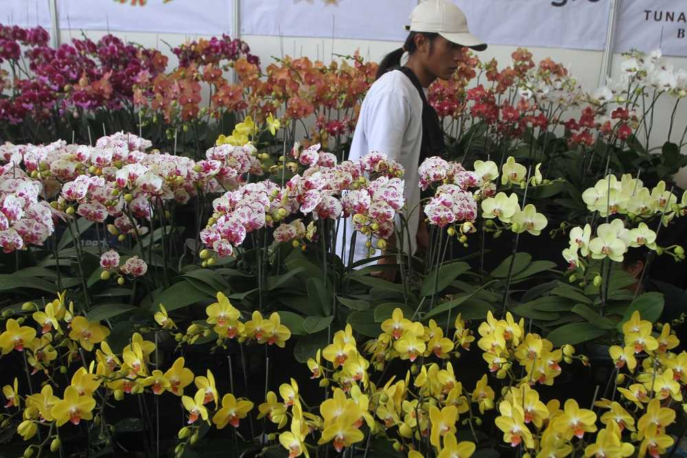 Pameran Anggrek