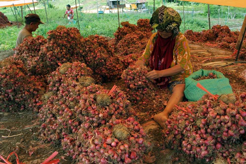 Panen Bawang Merah
