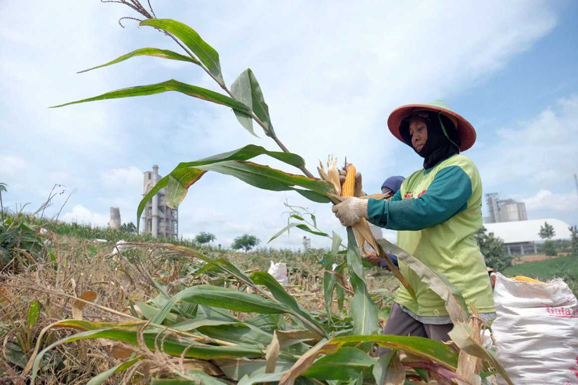 Panen Jagung