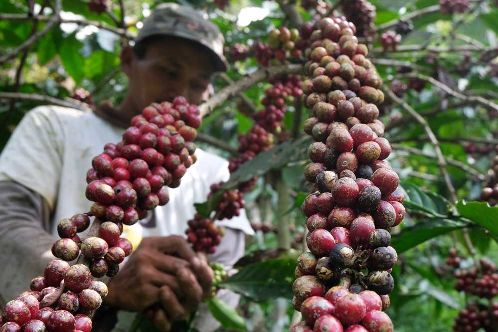 Panen Kopi