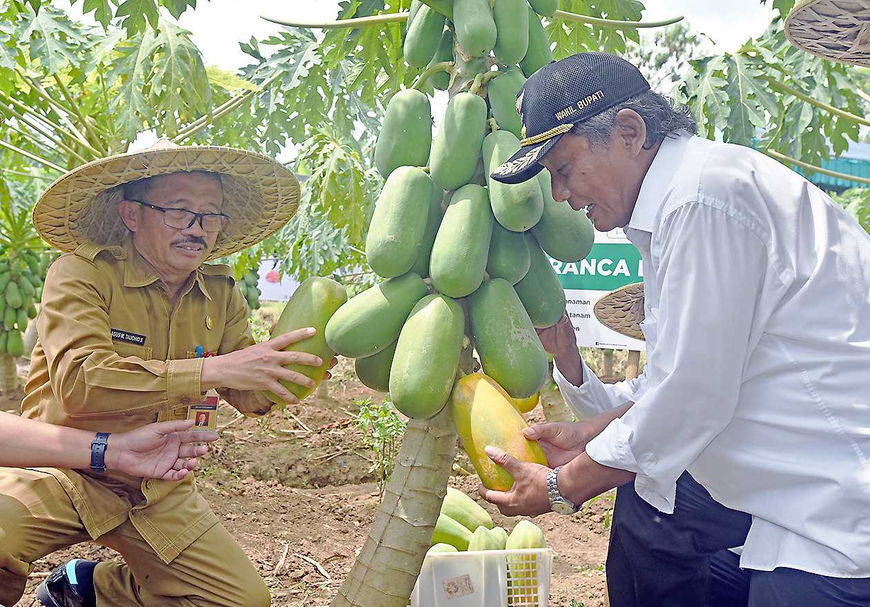 Panen Pepaya