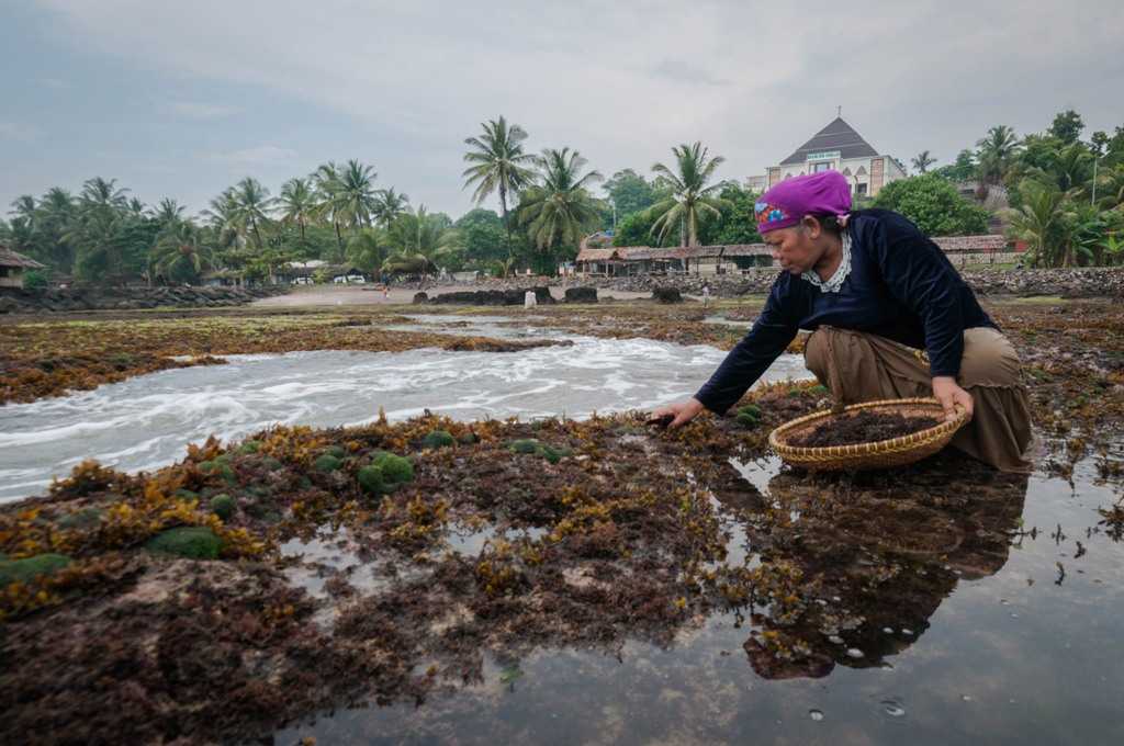 Panen Rumput Laut