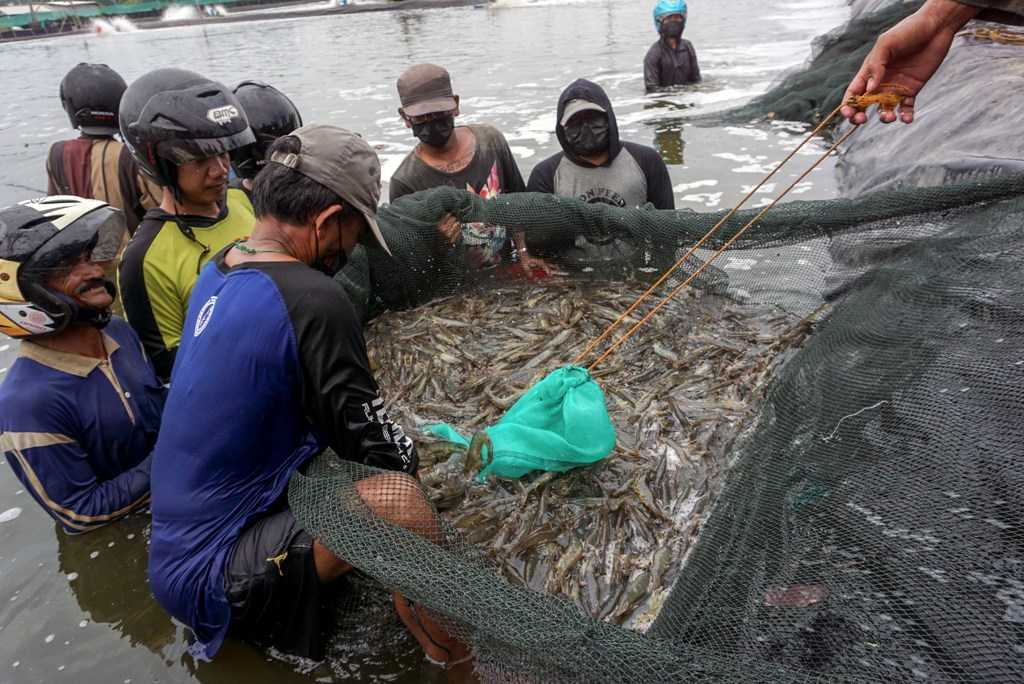 Panen Udang