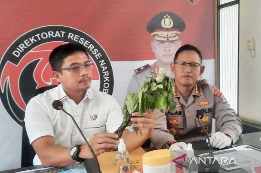 PDPOTJI: Kecubung Tidak Digunakan Lagi Sebagai Obat Tradisional