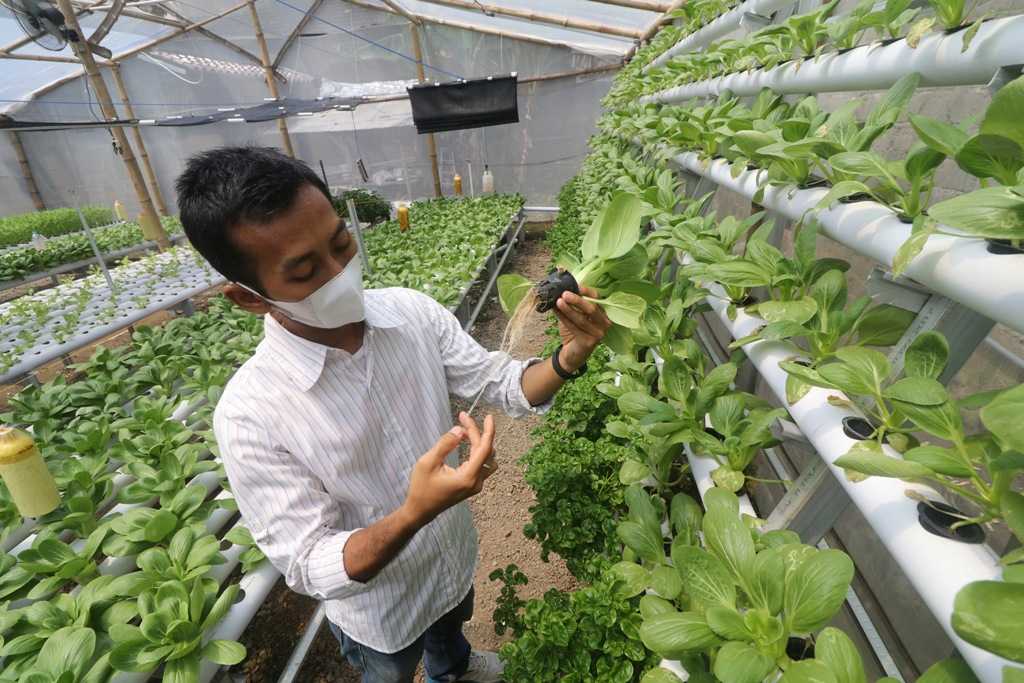 Pelatihan Hidroponik