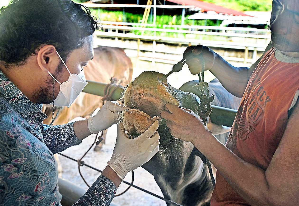 Pemeriksaan Hewan di Kampung Sukawana