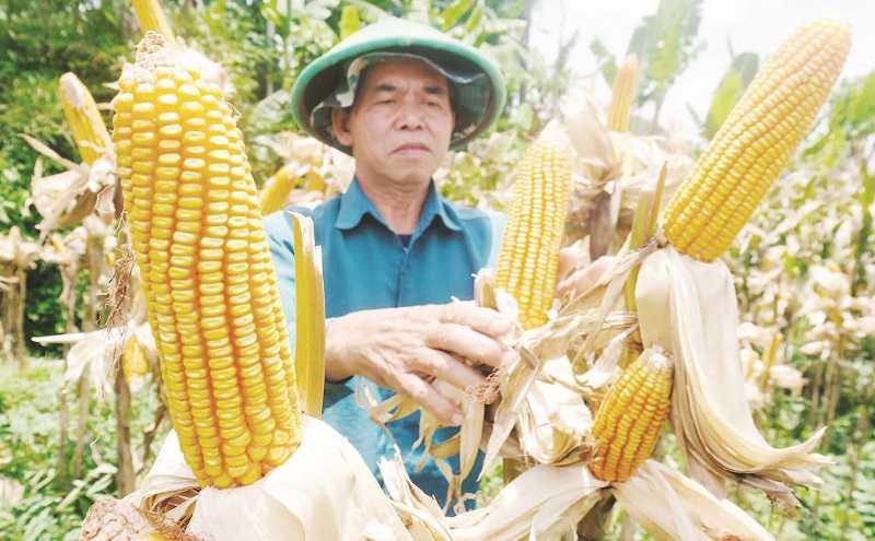 PEMERINTAH BERUSAHA MENINGKATKAN PRODUKSI JAGUNG
