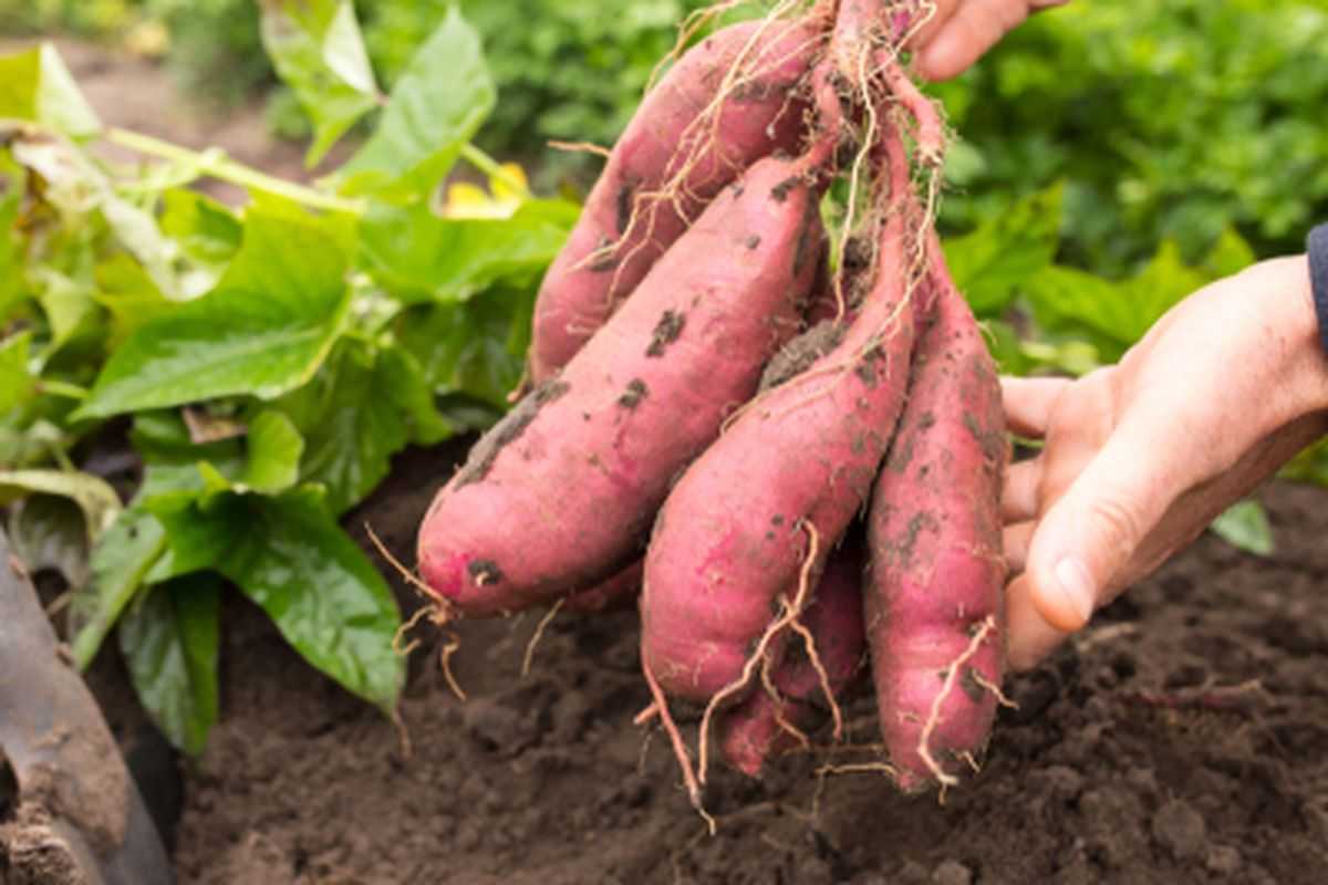 Pemerintah Pacu Produksi Komoditas Ubi Jalar