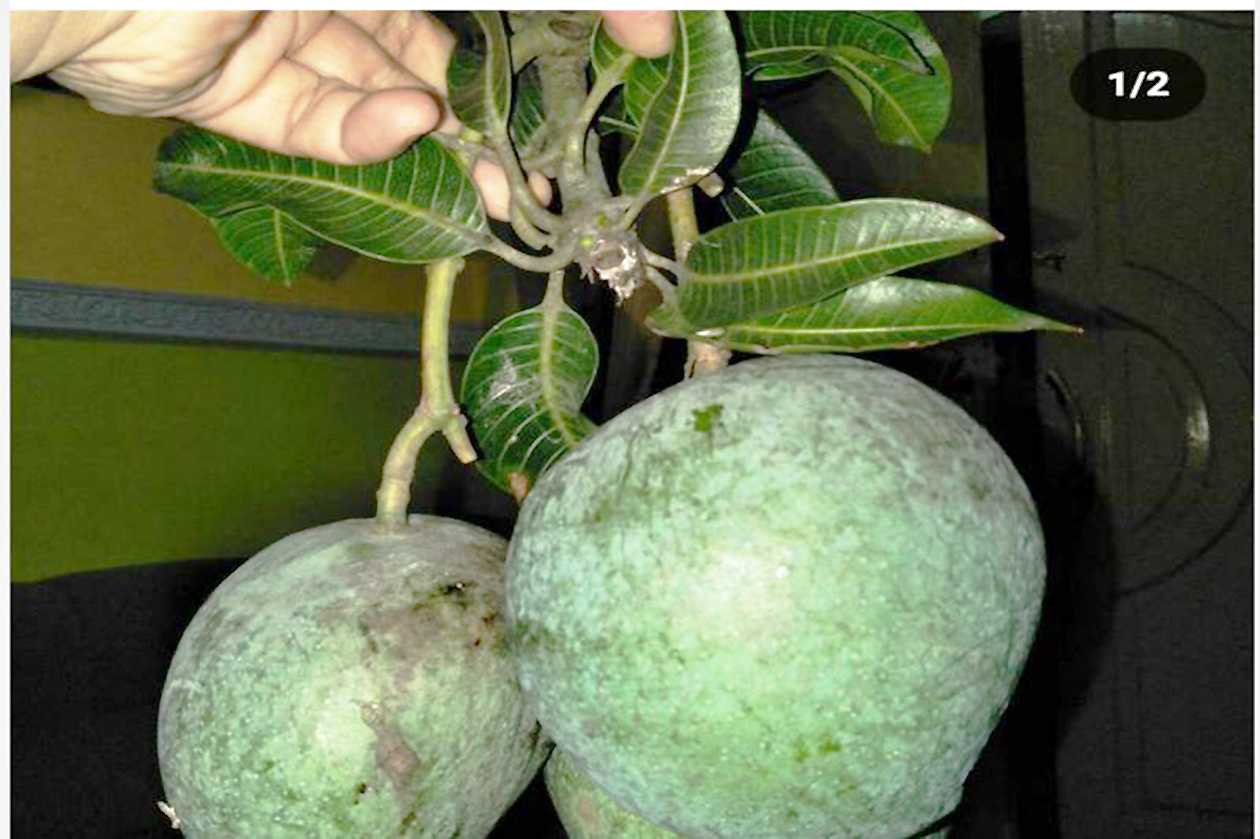Pemkot: Dua Buah Varietas Unggulan Mataram Akan Ditanam di Istana Negara