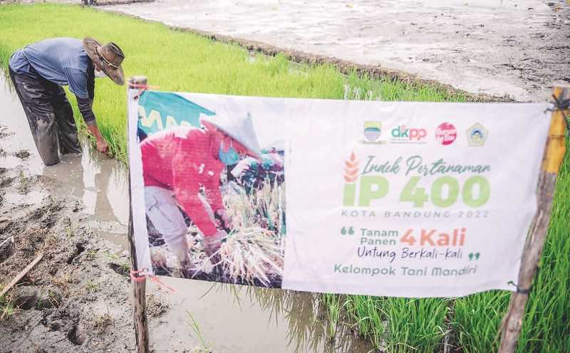 PENANAMAN PADI DENGAN KONSEP IP 400