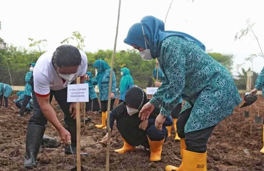 Penanaman Pohon Kelor
