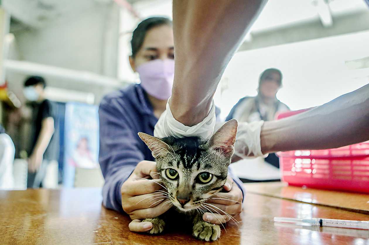 Pencegahan Rabies