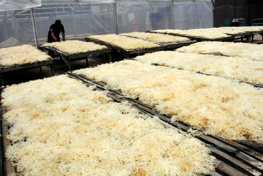 Peningkatan Produktivitas