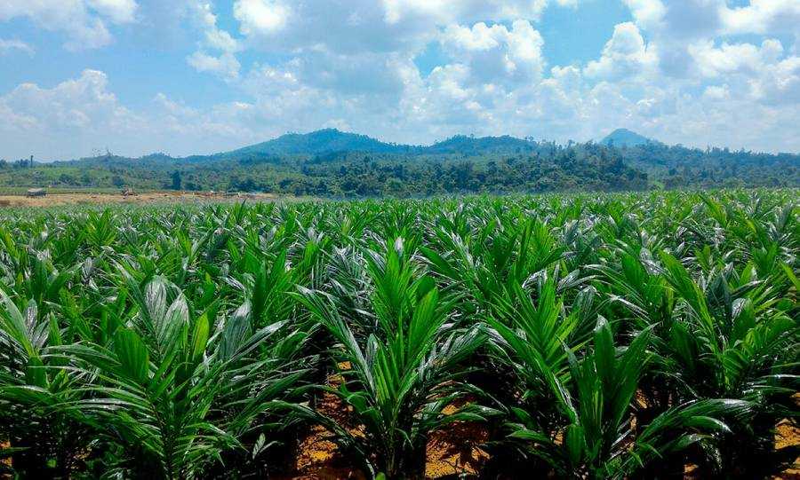 Penuhi Undangan Bareskrim Polri,  Integrity Paparkan Dugaan Korupsi Penerbitan HGU Dalam Kawasan Hutan Di Kotabaru