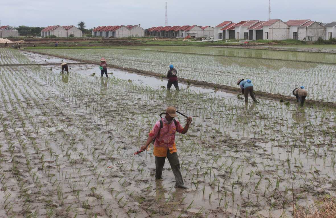 Perbaiki Pengelolaan Pupuk