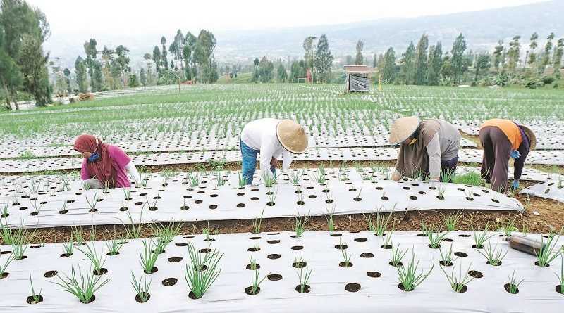 PERTANIAN "FOOD ESTATE"