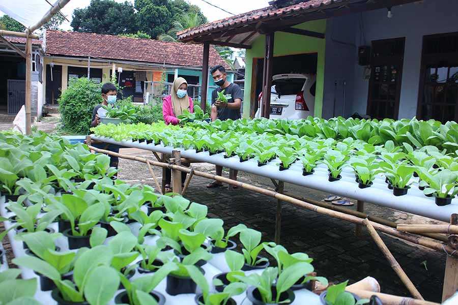 Pertanian Hidroponik