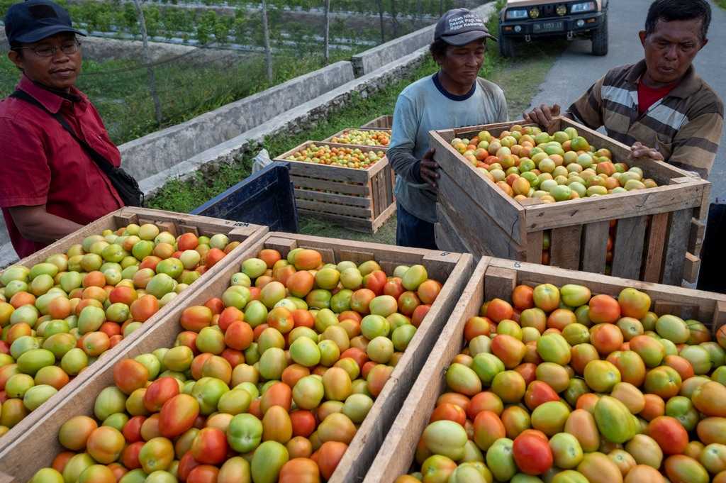 Petani Kembali Terpuruk