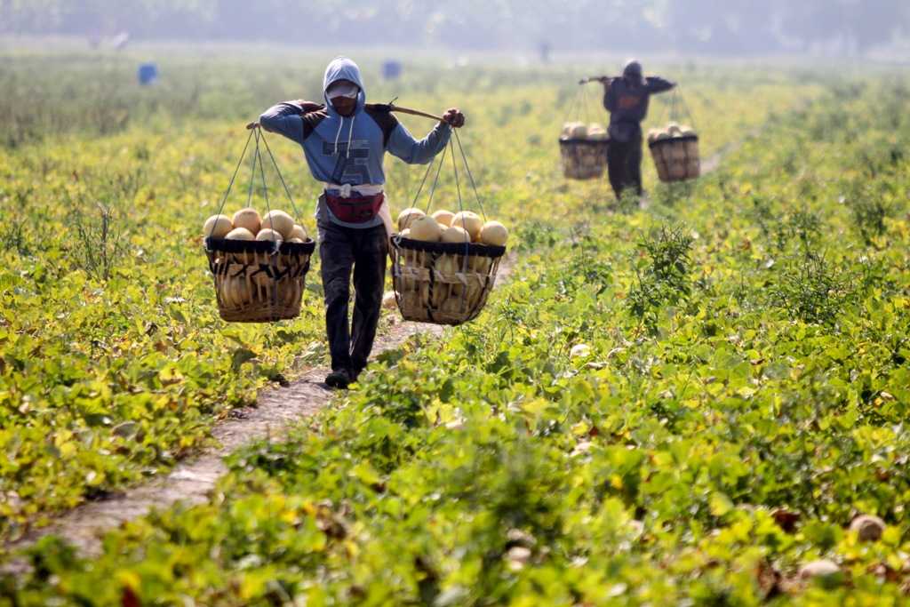 Petani Merugi
