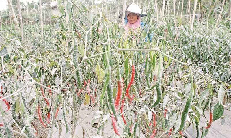 PETANI TERPAKSA MEMANEN CABAI KERITING YANG TERPAPAR ABU VULKANIS MERAPI