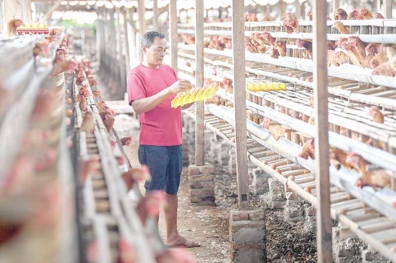 PETERNAK AYAM KELUHKAN HARGA PAKAN NAIK