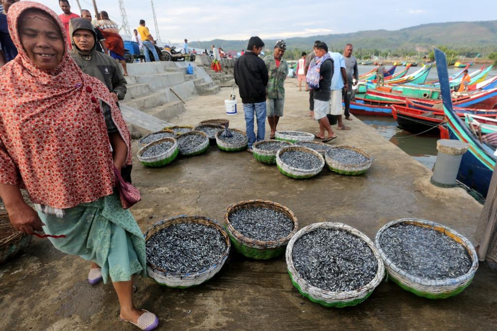 Tangkapan Ikan Teri
