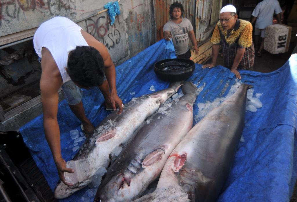 Hasil Tangkapan