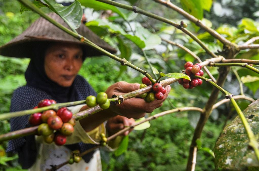 Produksi Kopi