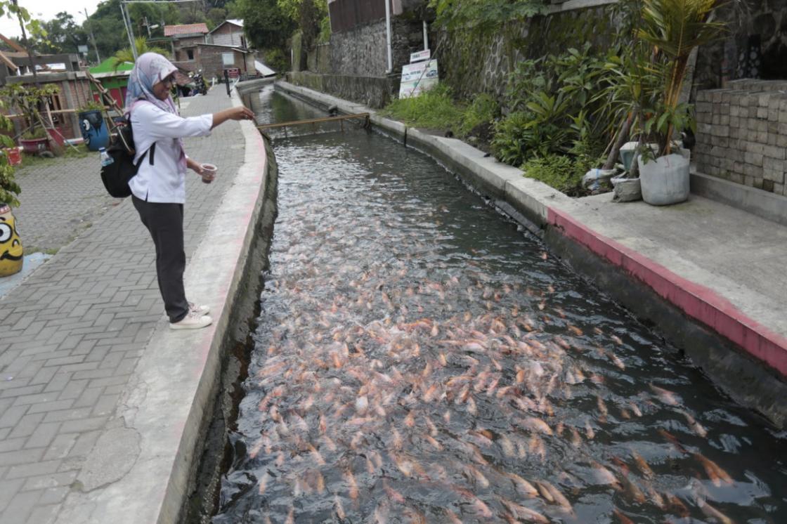 Budidaya Ikan
