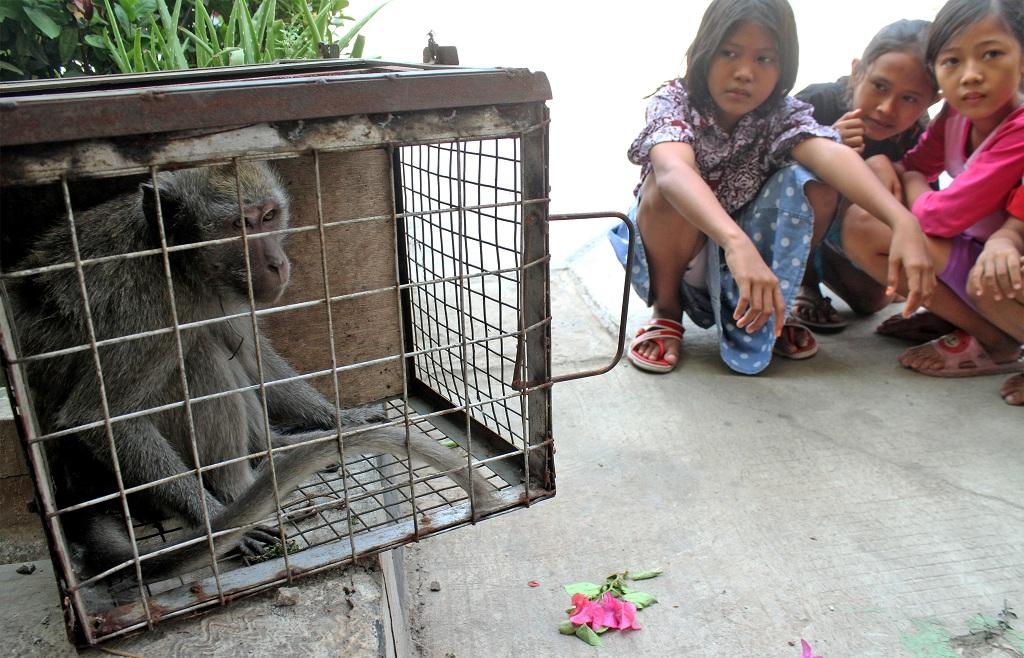 Penangkapan Monyet