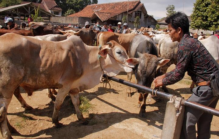 Harga Ternak Naik