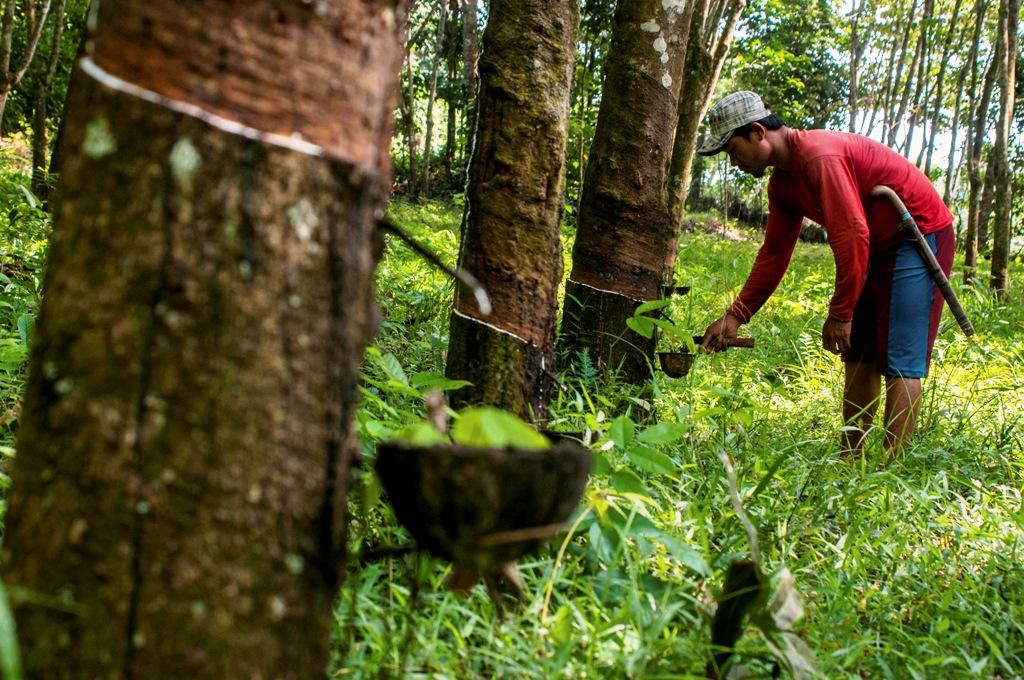 Serap Karet Petani
