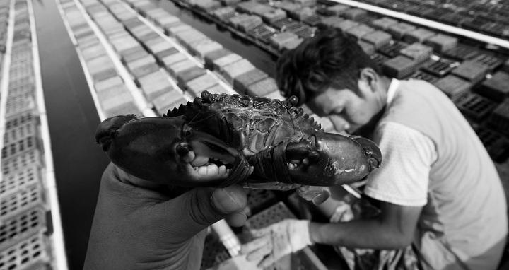 Budi Daya Kepiting