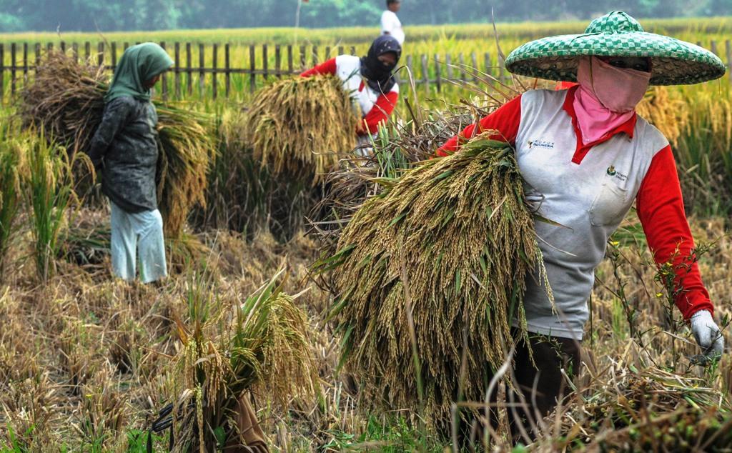 Harga Gabah Naik