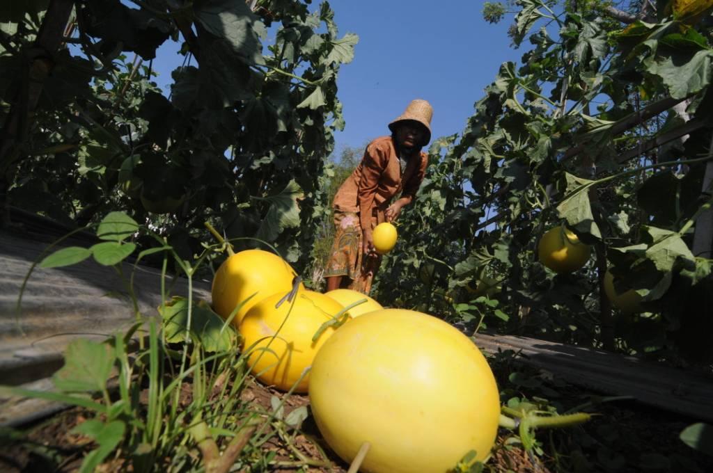 Harga Melon Naik