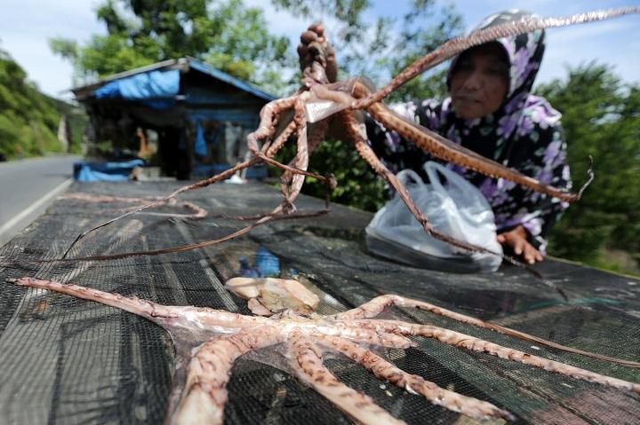 Produksi Asinan Gurita