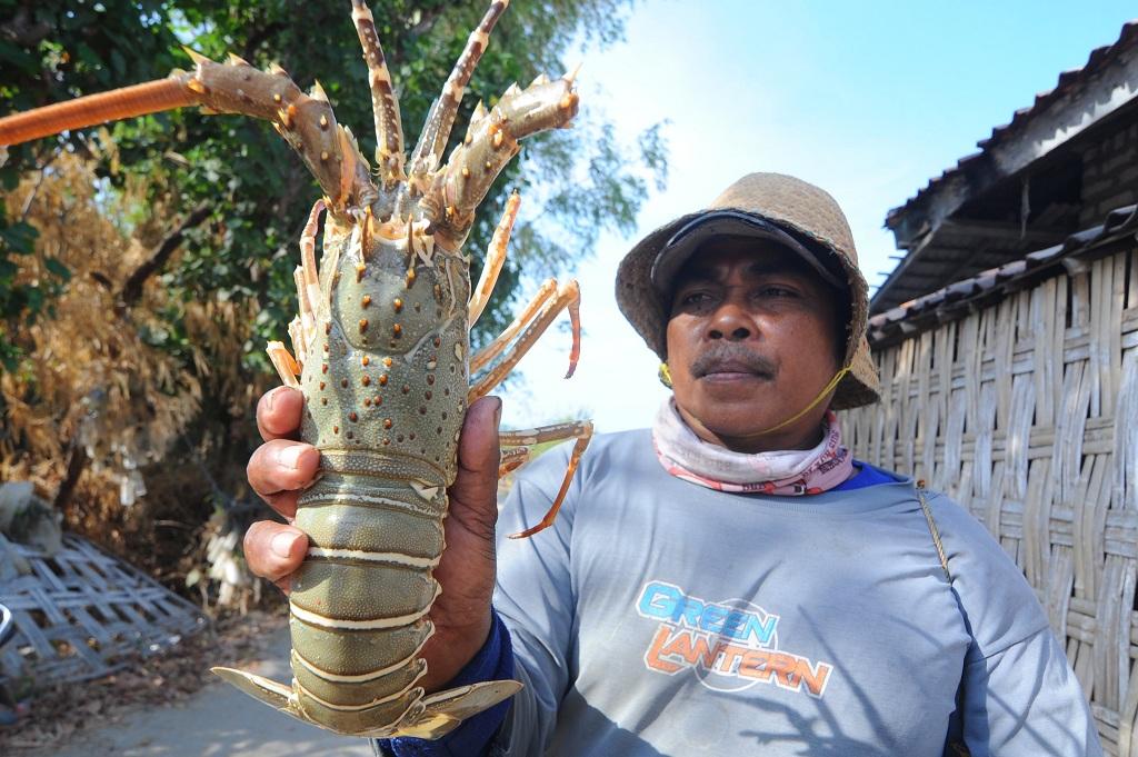 Tangkap Lobster