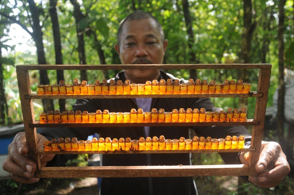 Panen Royal Jelly